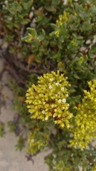 Chorizanthe mieresii