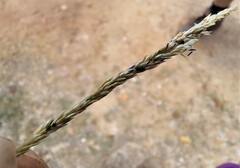 Sporobolus virginicus