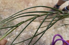 Sporobolus virginicus