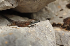 Algyroides nigropunctatus