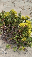 Chorizanthe mieresii