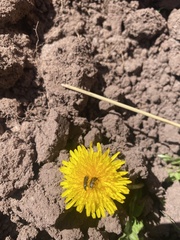 Astylus vittaticollis