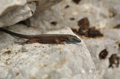 Algyroides nigropunctatus