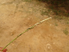 Sporobolus virginicus