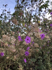 Mirabilis viscosa