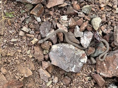 Hypsiglena ochrorhynchus