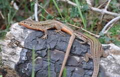 Podarcis melisellensis