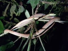 Oxybelis brevirostris