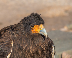 Daptrius megalopterus