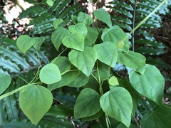 Pericampylus glaucus