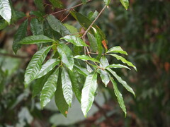 Lithocarpus brevicaudatus