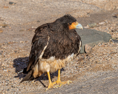 Daptrius megalopterus