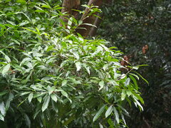 Lithocarpus brevicaudatus