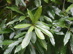 Lithocarpus brevicaudatus
