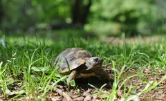 Testudo hermanni hermanni