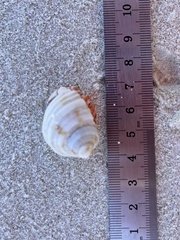 Coenobita brevimanus