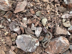 Hypsiglena ochrorhynchus