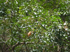 Murraya euchrestifolia