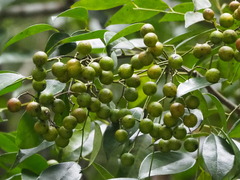 Murraya euchrestifolia