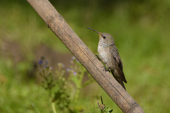 Oreotrochilus leucopleurus