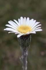 Celmisia pugioniformis