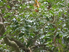 Murraya euchrestifolia