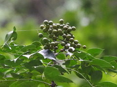 Murraya euchrestifolia