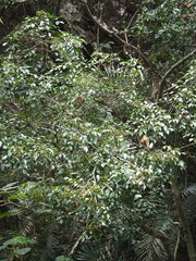 Murraya euchrestifolia