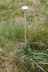 Celmisia pugioniformis