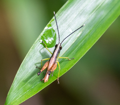 Silvitettix territus