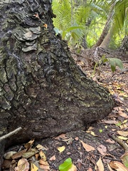 Coenobita brevimanus