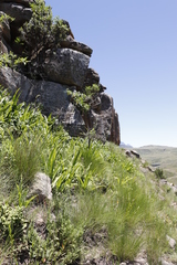 Chlorophytum krookianum