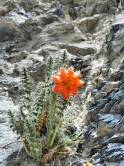 Caiophora chuquitensis