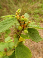 Triumfetta rhomboidea