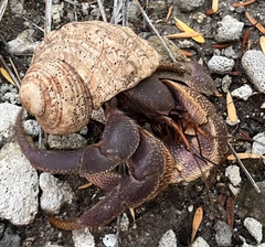 Coenobita brevimanus