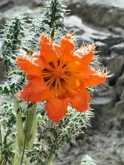 Caiophora chuquitensis