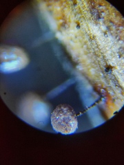 Collaria arcyrionema