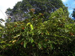 Vismia japurensis