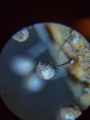 Collaria arcyrionema