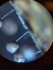 Collaria arcyrionema