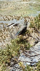 Oreotrochilus estella