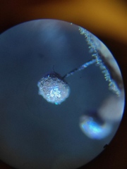 Collaria arcyrionema