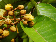 Vismia japurensis