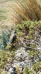 Oreotrochilus estella