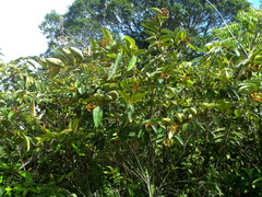 Vismia japurensis