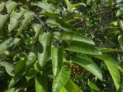 Vismia japurensis