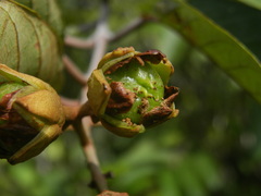 Vismia japurensis