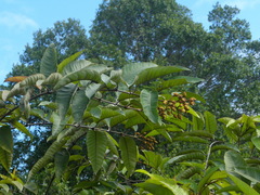 Vismia japurensis