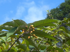 Vismia japurensis