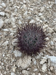 Echinomastus johnsonii